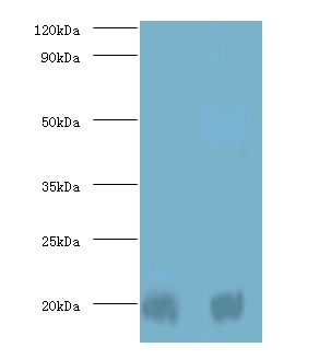 Protein DJ Polyclonal Antibody