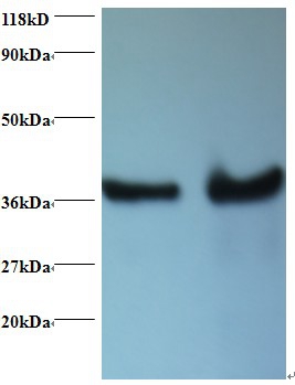 DnaJ homolog subfamily B member 1 Polyclonal Antibody
