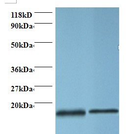 Profilin Polyclonal Antibody