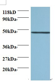 Protein canopy homolog 2 Polyclonal Antibody
