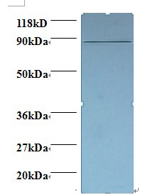 Cyclin-dependent kinase 11A Polyclonal Antibody