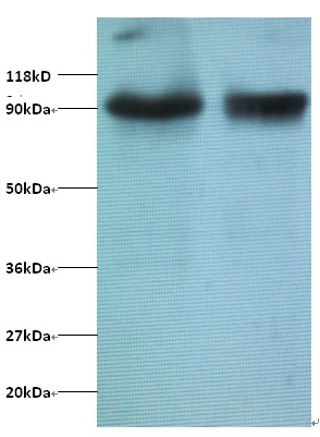 Transcription intermediary factor 1-beta Polyclonal Antibody