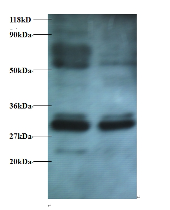 Endoplasmic reticulum resident protein 29 Polyclonal Antibody