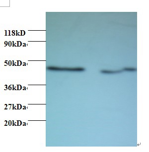 Activator of 90 kDa heat shock protein ATPase homolog 1 Polyclonal Antibody