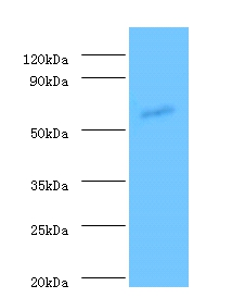 Angiopoietin Polyclonal Antibody