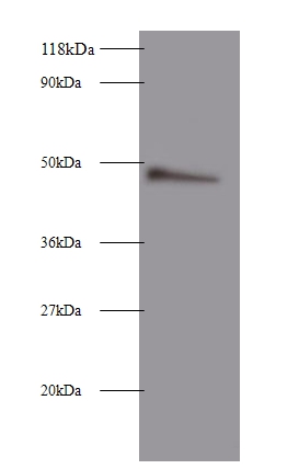 Clusterin Polyclonal Antibody