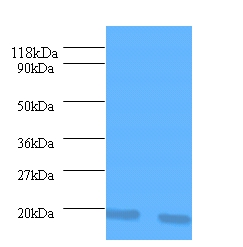 Interleukin receptor antagonist Polyclonal Antibody