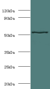 Stromelysin Polyclonal Antibody