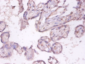 Tumor necrosis factor ligand superfamily member 9 Polyclonal Antibody