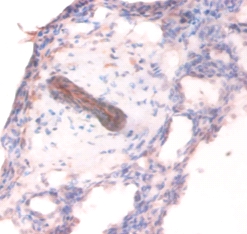 Collagen alpha(IV) chain Polyclonal Antibody