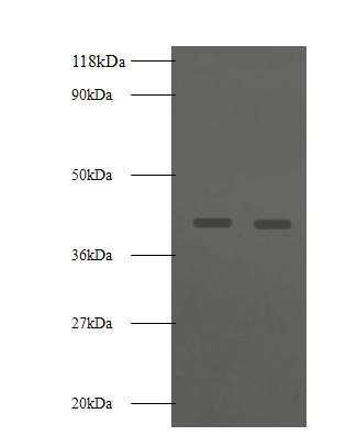 Basigin Polyclonal Antibody