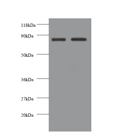 Cadherin2 Polyclonal Antibody
