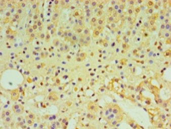 Interleukin-29 Polyclonal Antibody