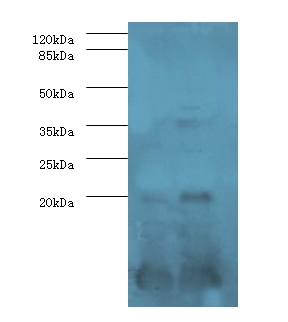 Serum amyloid A protein Polyclonal Antibody