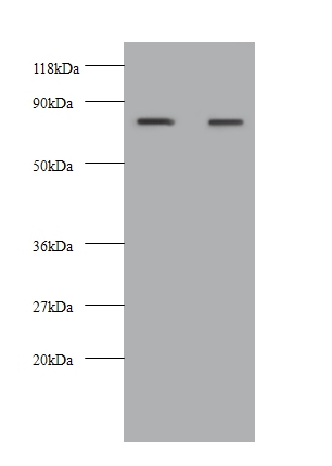 Kininogen Polyclonal Antibody