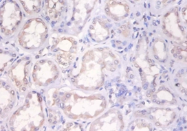 Histone H2A.x Polyclonal Antibody