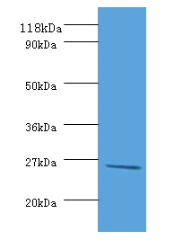 DeoD Polyclonal Antibody