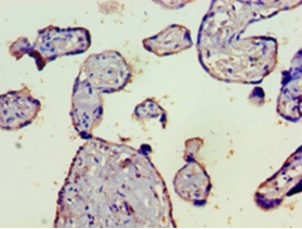 Complement C4-B Polyclonal Antibody