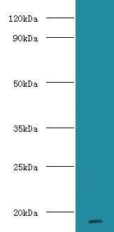 Major urinary proteins 11 and 8 Polyclonal Antibody