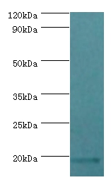 LuxS Polyclonal Antibody