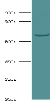 UTP--glucose-phosphate uridylyltransferase Polyclonal Antibody