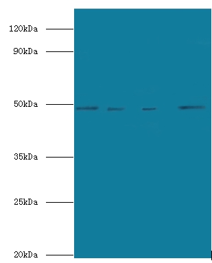 Transcriptional enhancer factor TEF-5 Polyclonal Antibody