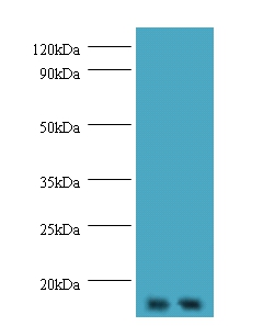 Gem-associated protein 7 polyclona Antibody