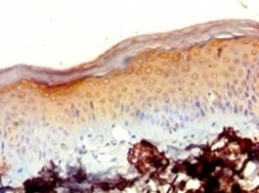 39S ribosomal protein L20, mitochondrial Polyclonal Antibody
