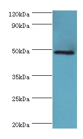 IFT57 Polyclonal Antibody