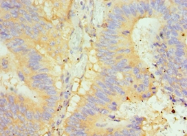GLRX2 Polyclonal Antibody