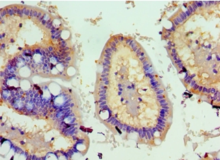TNFSF18 Polyclonal Antibody