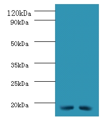 Mitochondrial import inner membrane translocase subunit TIM16 Polyclonal Antibody