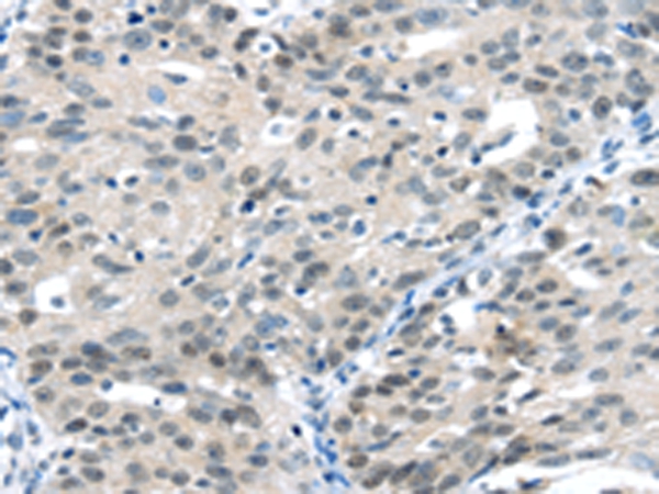CCNA1 Antibody