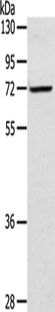 LTA4H Antibody