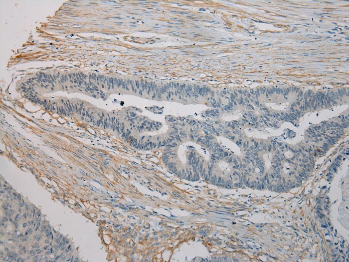 SESN3 Antibody