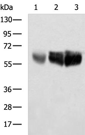 UGT1A10 Antibody