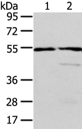 ALDH3A2 Antibody