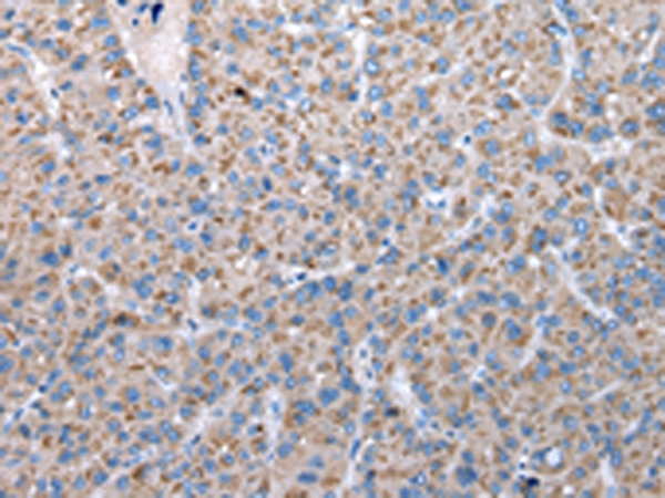 FKBPL Antibody
