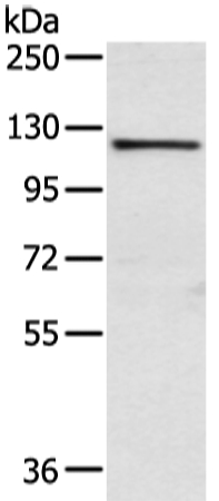 WWP1 Antibody