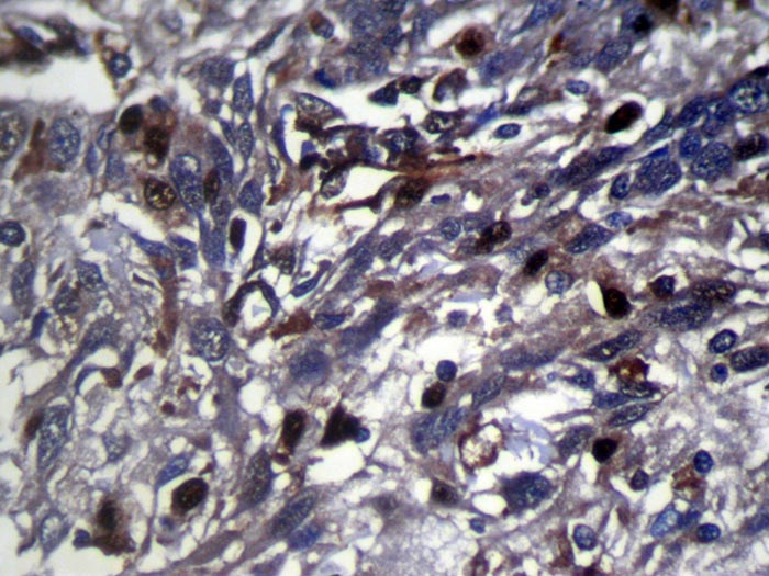RNF115 Antibody