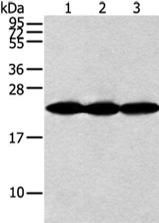 NDUFB10 Antibody