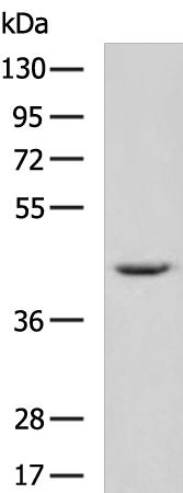 PCID2 Antibody