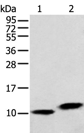 MPC1 Antibody