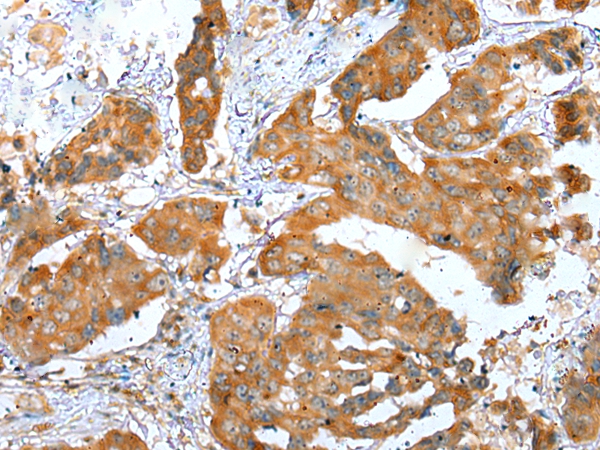 ERMP1 Antibody