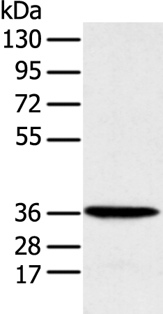 MAT2B Antibody
