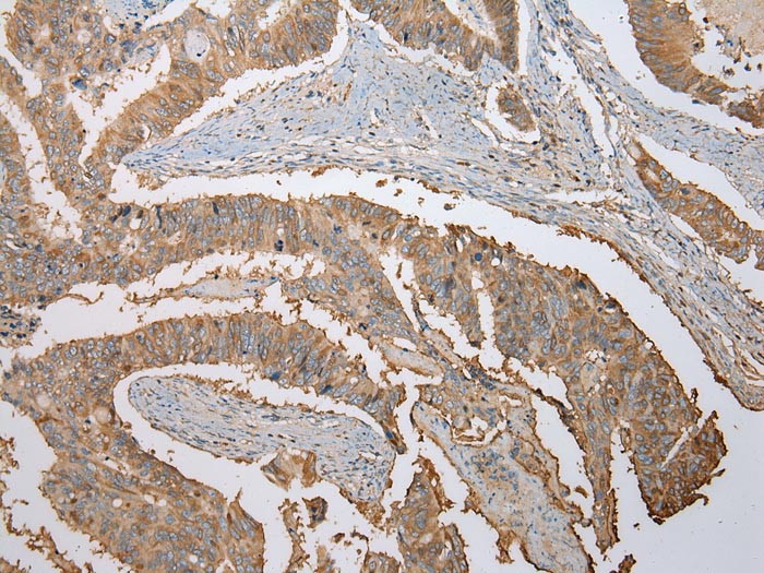 ATXN7L3 Antibody
