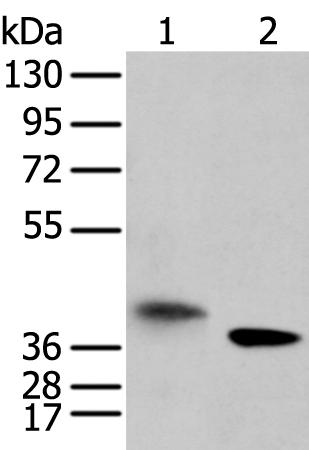 LRRC19 Antibody