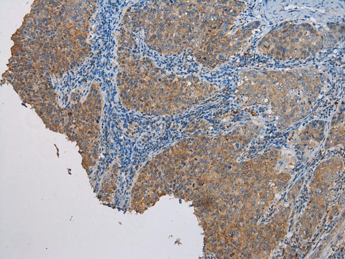 CASP5 Antibody