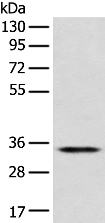 CD1D Antibody