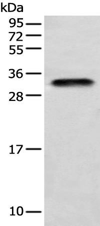 LYPD4 Antibody